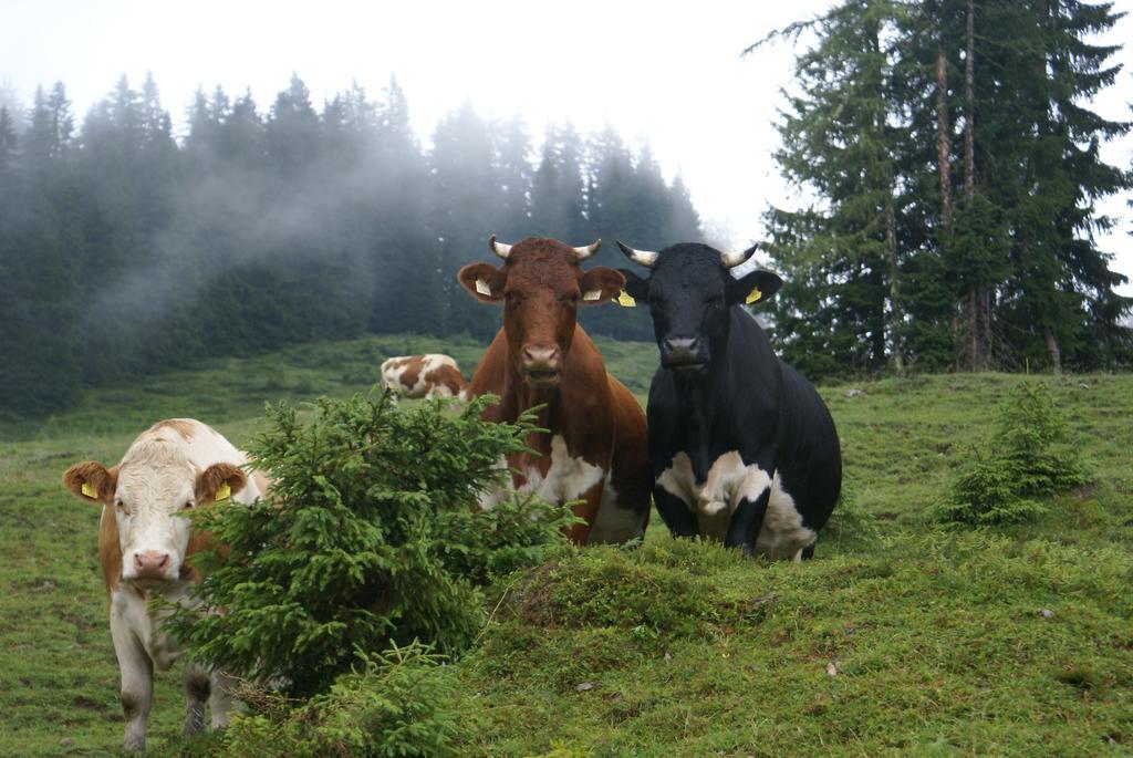 Das Sonneck Mühlbach am Hochkönig Eksteriør bilde